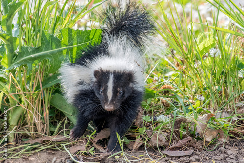 Cute baby skunk