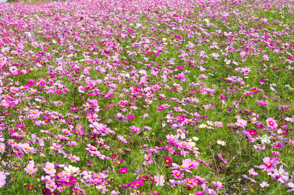 Naklejka premium This is the Cosmos Garden.Cosmos flowers are in full bloom.