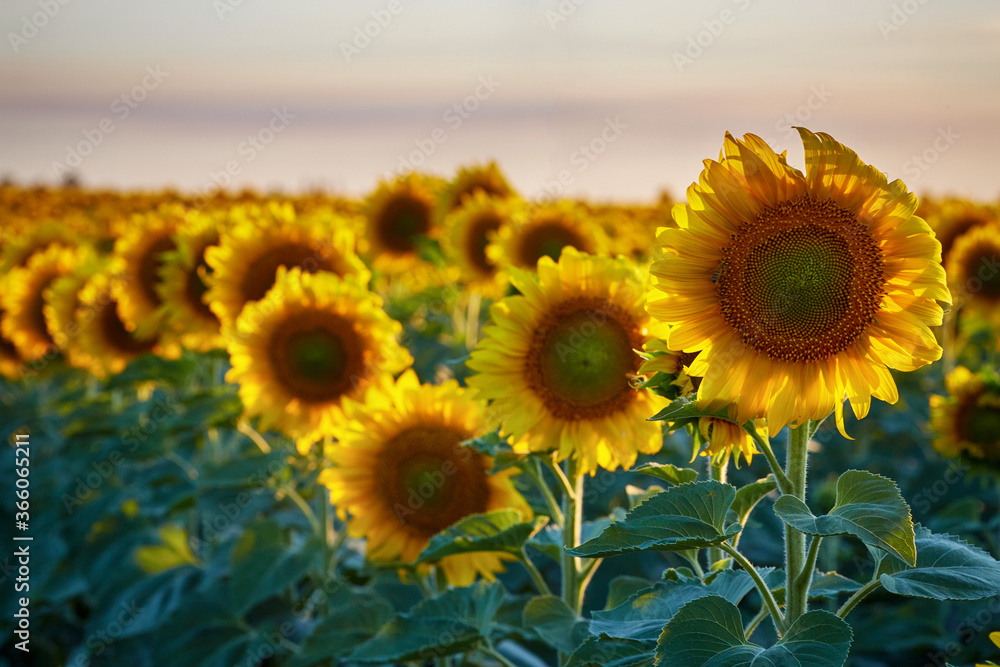 Fototapeta premium Flowers of sunflowers on the field