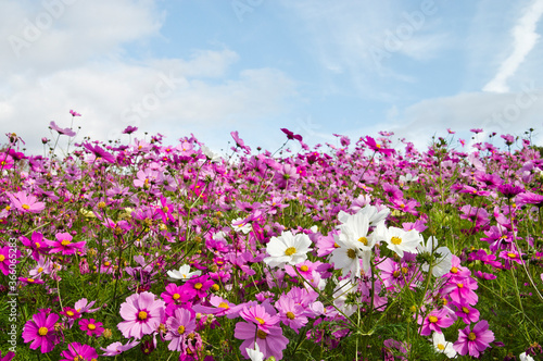 This is the Cosmos Garden.Cosmos flowers are in full bloom. © www555www