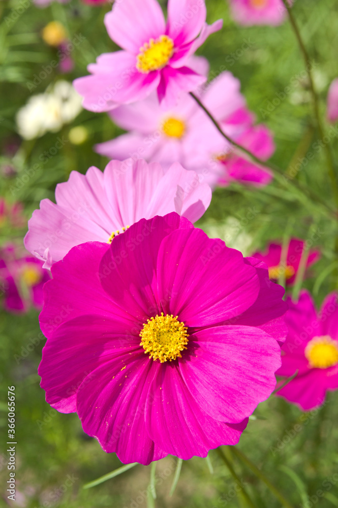 Obraz premium This is the Cosmos Garden.Cosmos flowers are in full bloom.