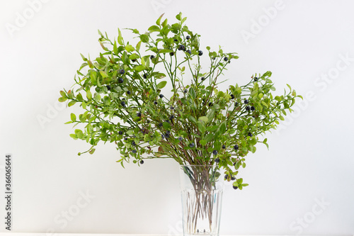 bunch of fresh blueberry branches with berries in glass vase on white background