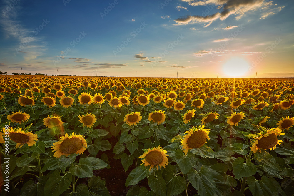 Fototapeta premium Flowers of sunflowers on the field