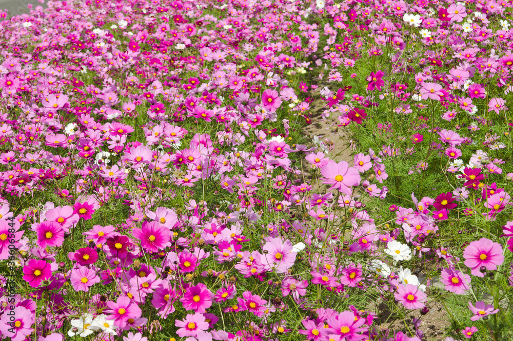 This is the Cosmos Garden.Cosmos flowers are in full bloom.