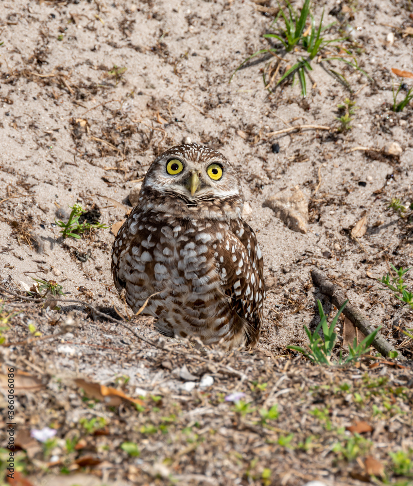 Yellow-eyed burrowing owl on sandy ground Yellow-eyed burrowing owl on sandy ground