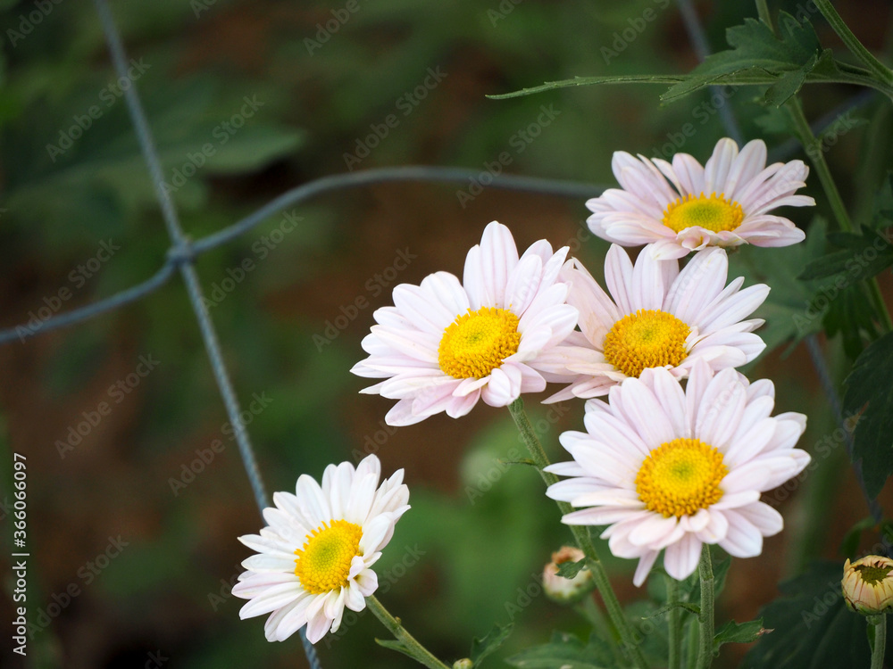 Obraz premium Beautiful flowers background on nature park outdoor