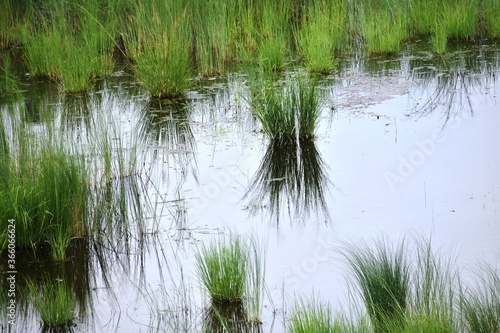 Flood, water greens