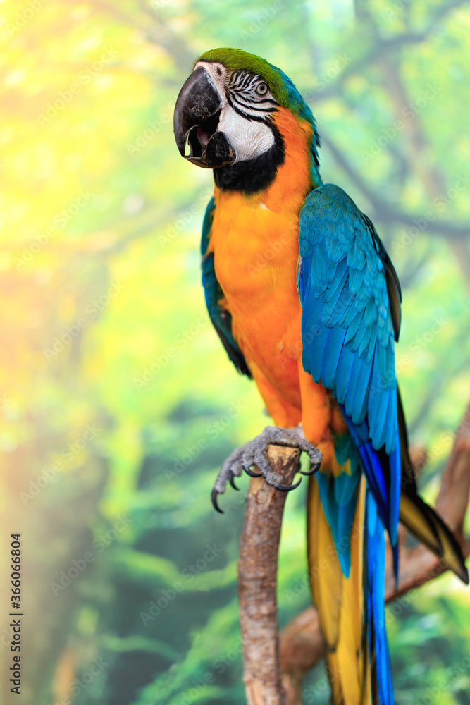 Beautiful and colorful parrot on the tree branch.