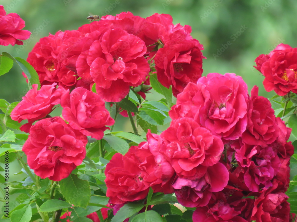 red flowers, roze red flowers, roze