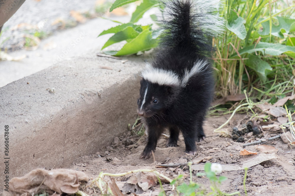 Cute baby skunk