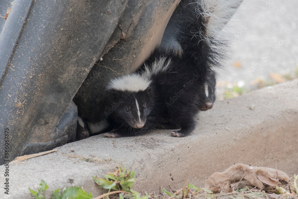 Cute baby skunks