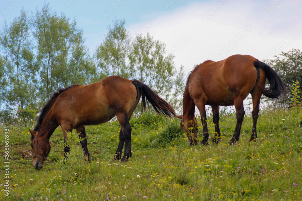 horses in the field