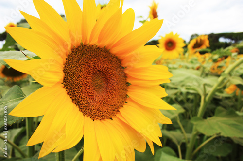 yellow sunflower blossom with stem petals and seeds