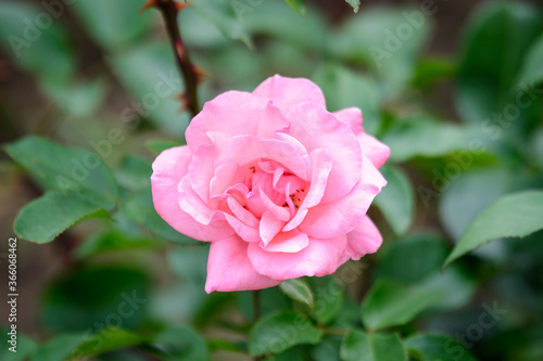 Close up of one delicate vivid pink magenta rose in full bloom and green leaves in a garden in a sunny summer day  beautiful outdoor floral background photographed with soft focus.