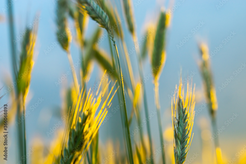Obraz premium Wheat