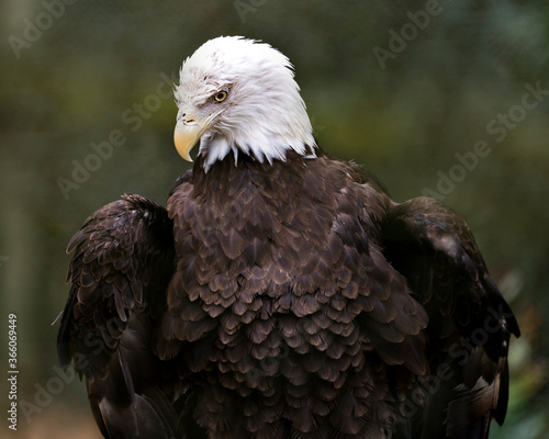 Bald Eagle Photos. Pictures. Image. Portrait. Head close-up. Looking towards the ground. Blur background.