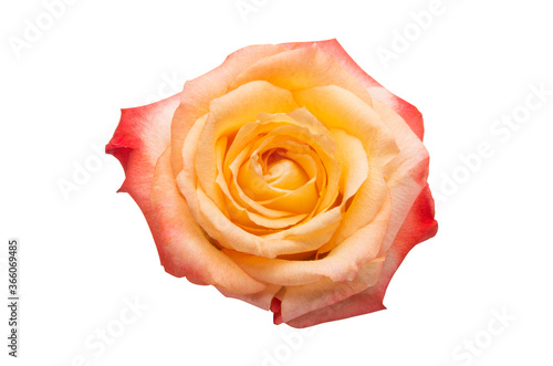 cream rose isolated