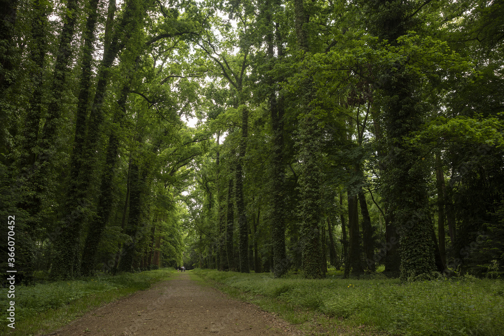 Obraz premium A forest landscape filled with trees