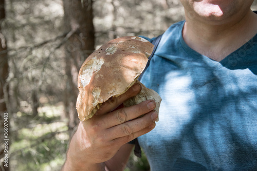 Foto Edible mushroom in the autumn forest, close up, man on the pictures