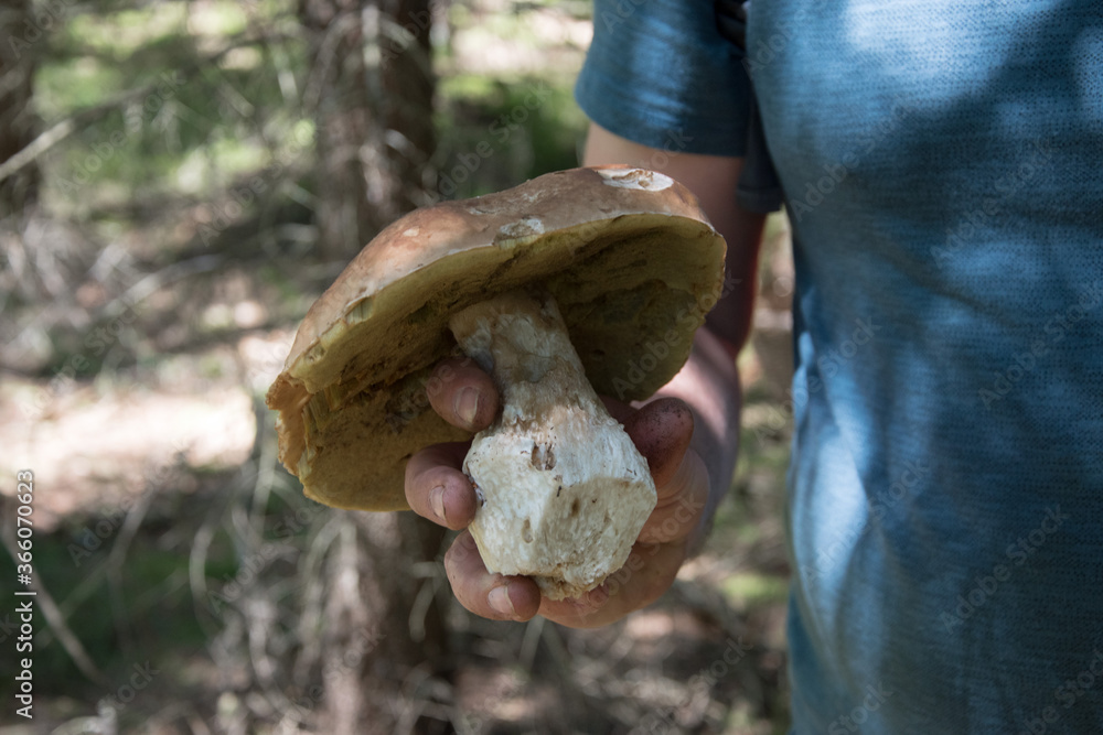 Edible mushroom in the autumn forest, close up, man on the pictures Edible mushroom in the autumn forest, close up, man on the pictures