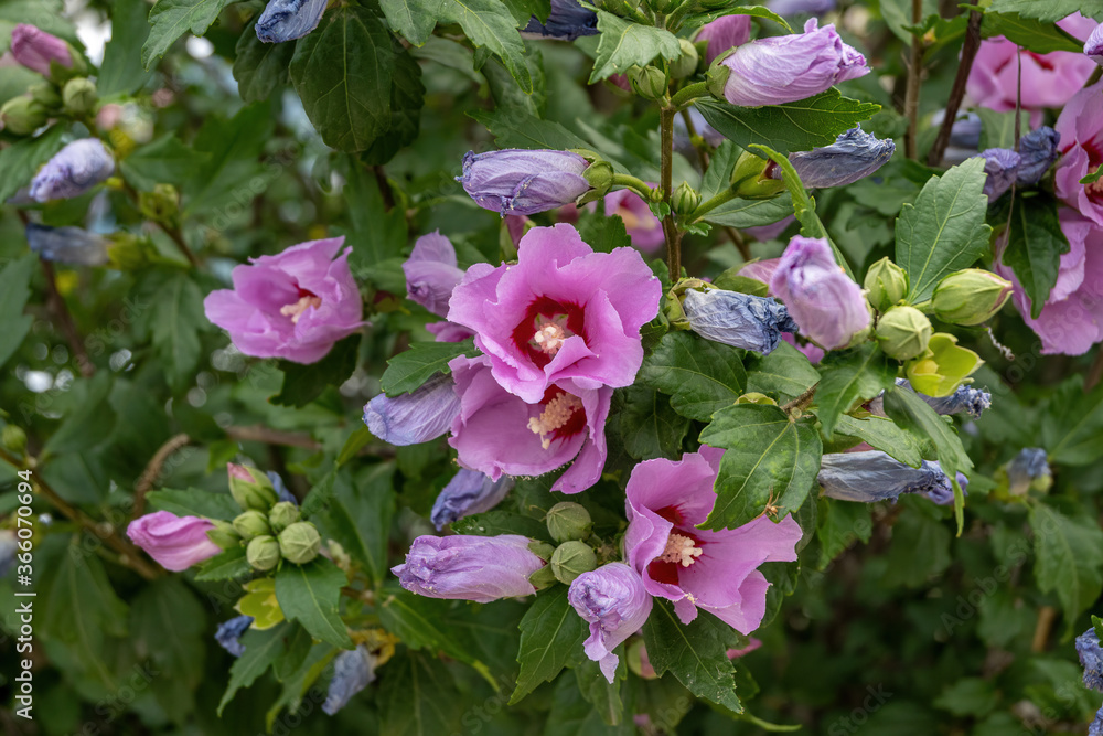 Close up photo of Rose of Sharon (Hibiscus syriacus ) flower in nature garden Close up photo of Rose of Sharon (Hibiscus syriacus ) flower in nature garden