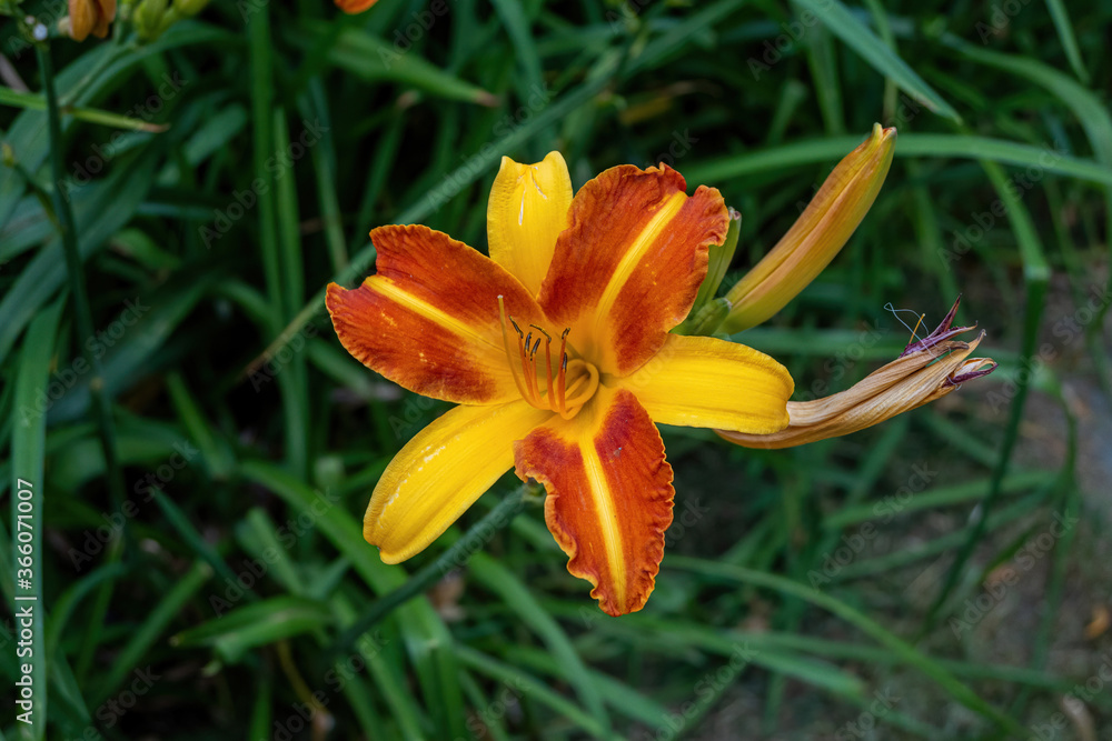Close up of Lily (Lilium) in the garden .Selective focus Close up of Lily (Lilium) in the garden .Selective focus