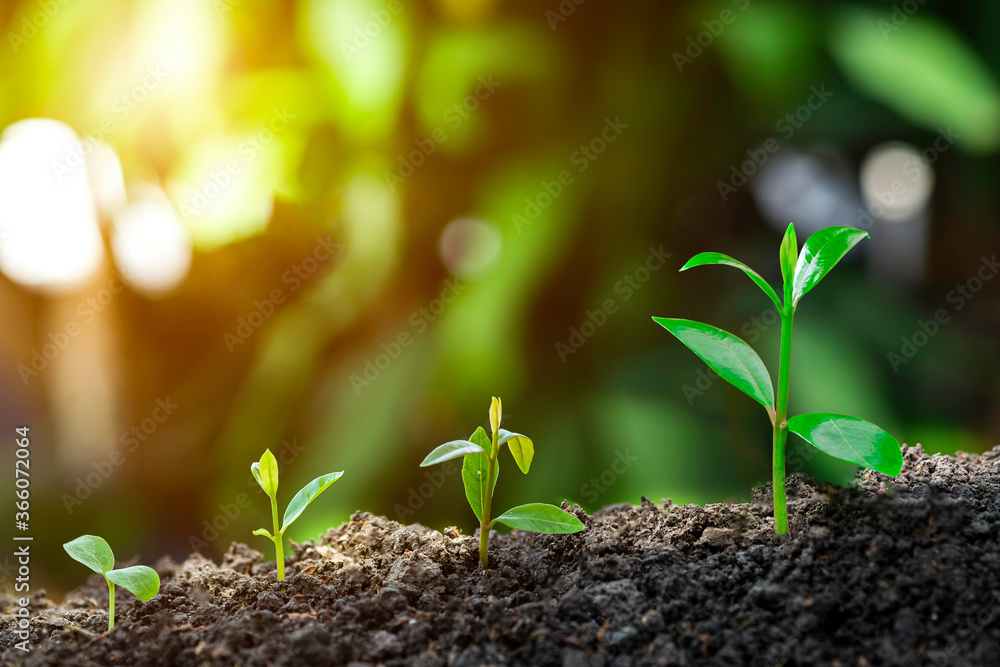 Plant grow sequence and agriculture with morning sunlight and bokeh green blur background. Plant grow sequence and agriculture with morning sunlight and bokeh green blur background.