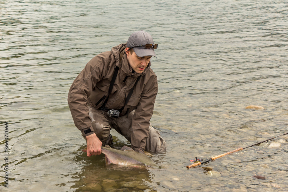 A fisherman releasing a pink salmon back into the Skeena River A fisherman releasing a pink salmon back into the Skeena River