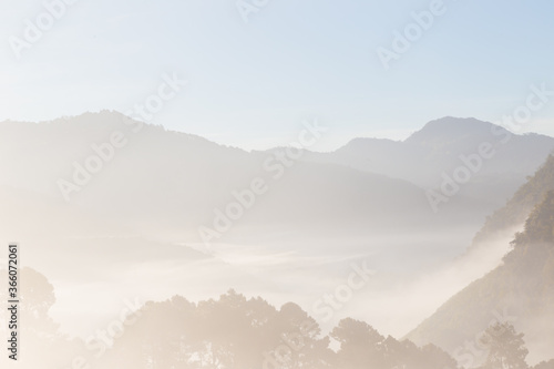 Sunrise on mountain forest pine tree with fog morning fresh air