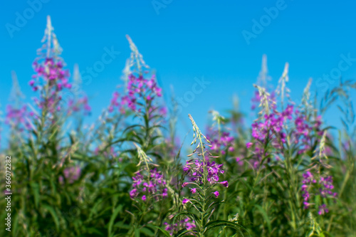 Pink thickets of Ivan tea at the beginning of flowering against a blue clear sky. Natural background.