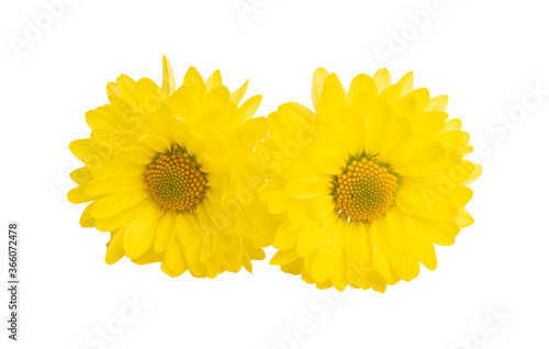 yellow chrysanthemum isolated