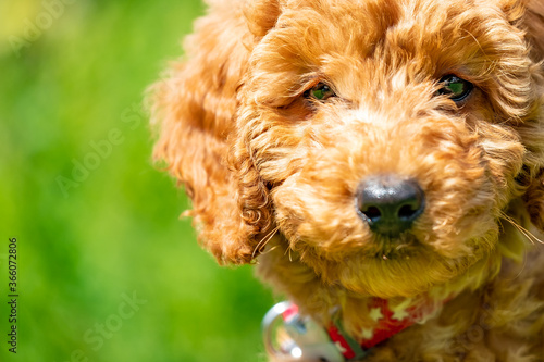 Close-up, abstract portrait view of an adorable 8-week old mini poodle puppy. Showing her curly, hypoallergenic fur. © Nick Beer