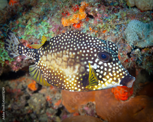Boxfish of Florida Reef © Jim