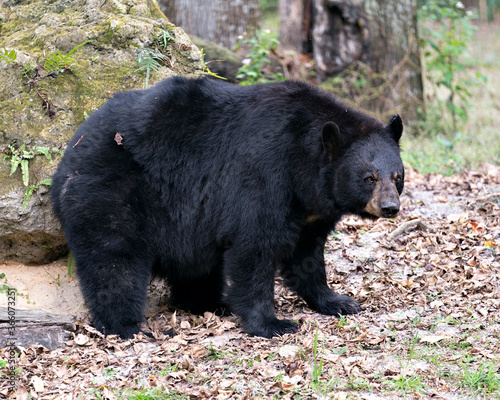Bear animal photo. Bear sitting on a big moss rock with forest blur background displaying black colour fur, body in its habitat and environment. Picture. Image. Portrait.