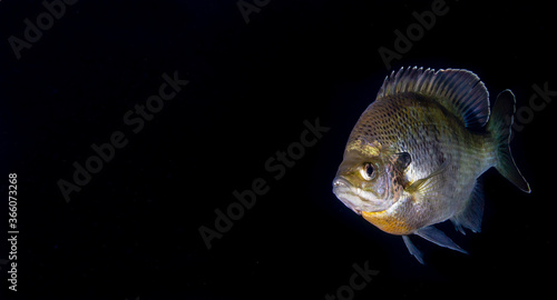 Bluegill Fish Portrait