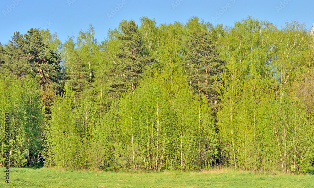the edge of a mixed forest on a clear day in summer the edge of a mixed forest on a clear day in summer