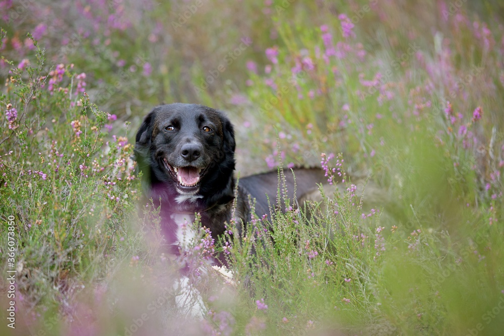 Chien noir content sourire dans les plantes - nature animal domestique berger Chien noir content sourire dans les plantes - nature animal domestique berger