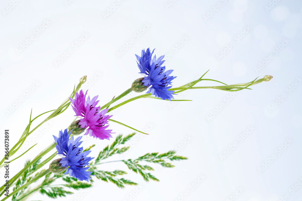 Naklejka premium Bright colorful Cornflower flower knapweed,Centaurea.