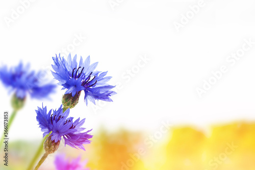 Bright colorful Cornflower flower knapweed Centaurea.