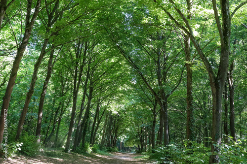 Fotografie Ile de >France - Essonne - Mennecy -  Parc de Villeroy - Allée de Verville