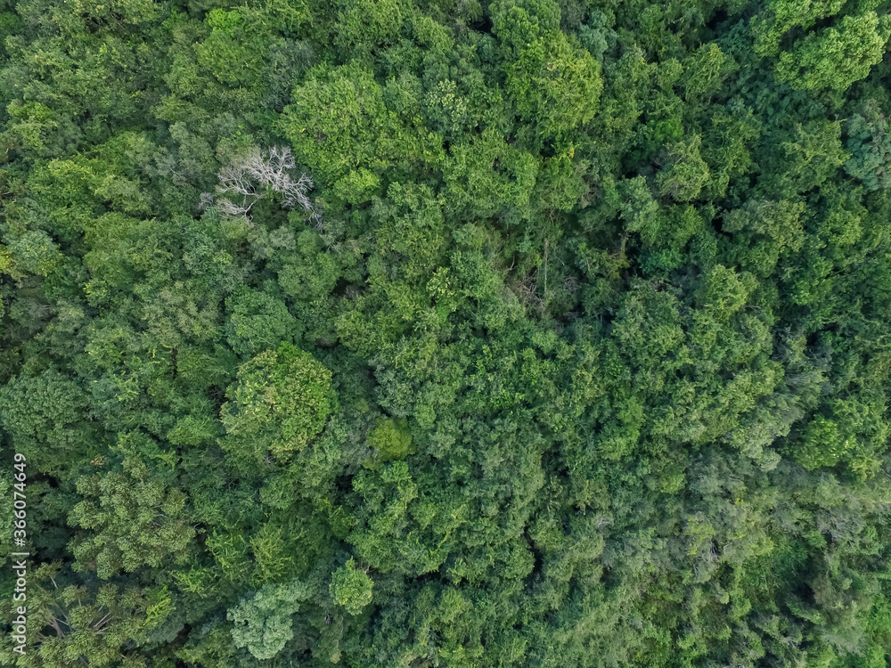 Top view of tropical forest with green trees in southern Brazil
