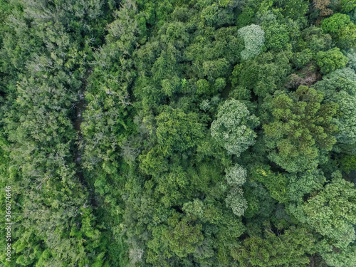 Top view of tropical forest with green trees in southern Brazil