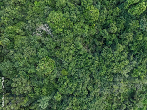 Top view of tropical forest with green trees in southern Brazil