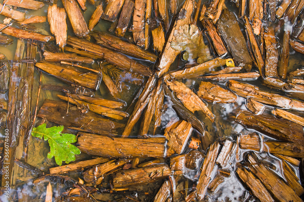 Splinters in a puddle after the rain Splinters in a puddle after the rain