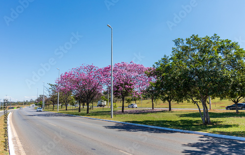 Rua na cidade com carros e ipês roxo. photo