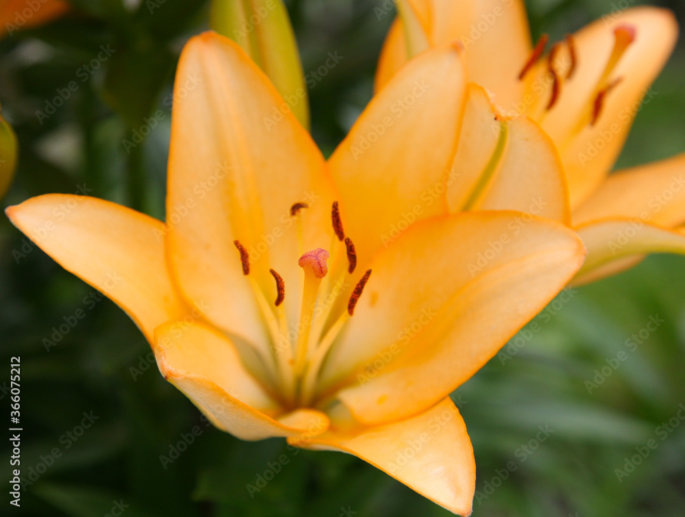 Close-up orange lily in the summer garden Close-up orange lily in the summer garden