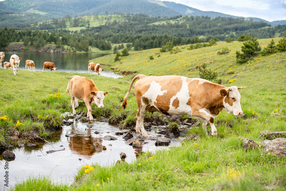 Obraz premium A cows in the water