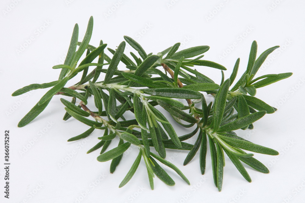 Fototapeta premium Rosemary is an herb. It is native to the Mediterranean region but is now grown worldwide. ... In foods, rosemary is used as a spice.