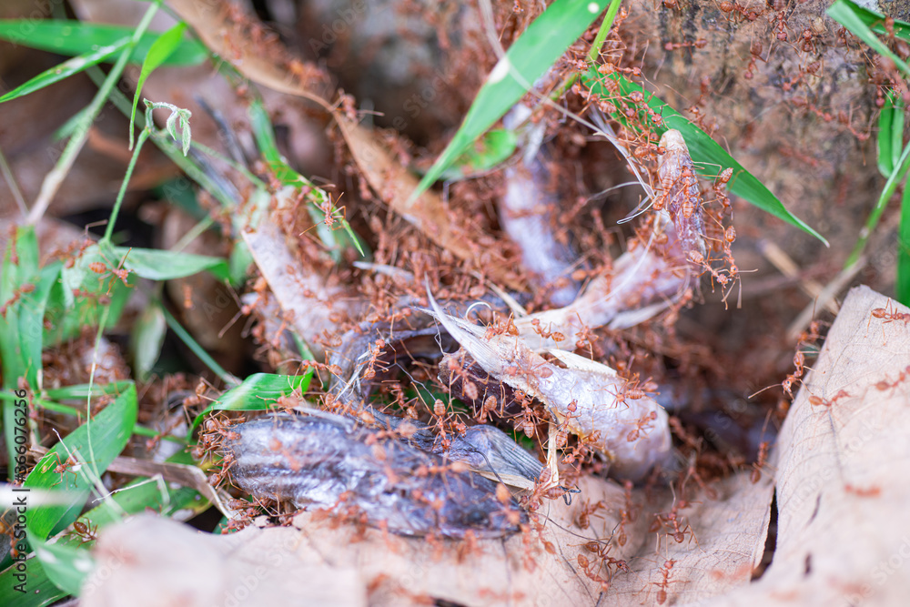 Red ants are helping to pull food to keep in the nest.
Red ants are helping to pull food to keep in the nest.