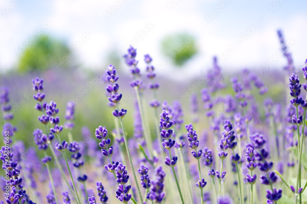 Obraz premium lavender flowers in the field